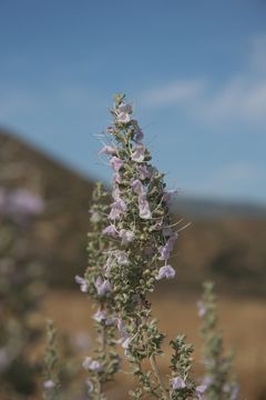 Слика од Salvia apiana Jeps.