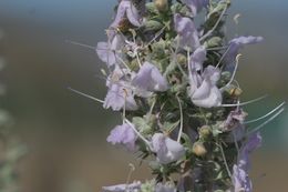 Image of white sage