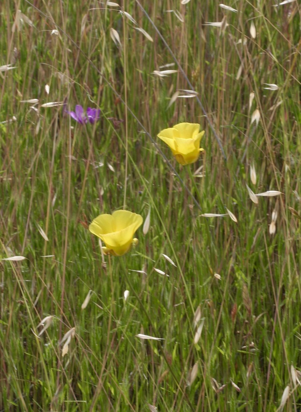 Image of yellow mariposa lily