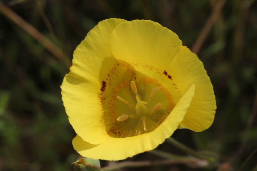 Image of yellow mariposa lily