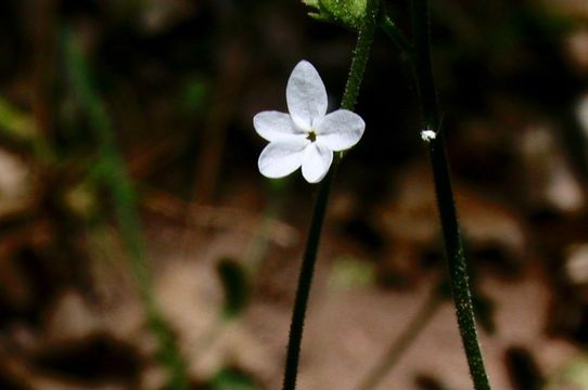 Image of Bolander's woodland-star