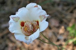 Image de Calochortus argillosus (Hoover) Zebzll & Fielder