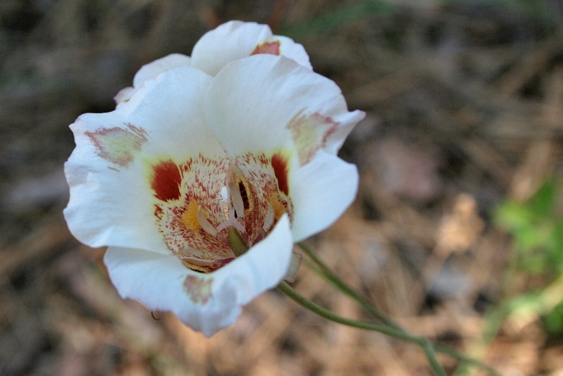 Image de Calochortus argillosus (Hoover) Zebzll & Fielder