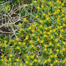 Image de Euphorbia acanthothamnos Heldr. & Sart. ex Boiss.