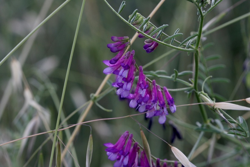 Image of fodder vetch