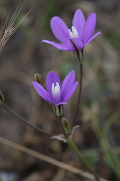 Image of appendage brodiaea