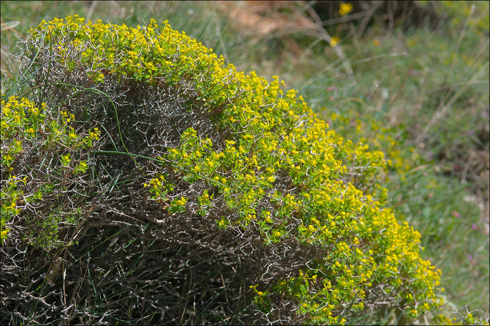 Euphorbia acanthothamnos Heldr. & Sart. ex Boiss.的圖片