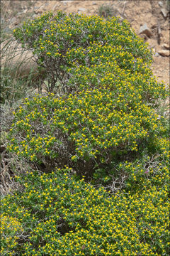 Imagem de Euphorbia acanthothamnos Heldr. & Sart. ex Boiss.