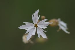 Image of smallflower woodland-star