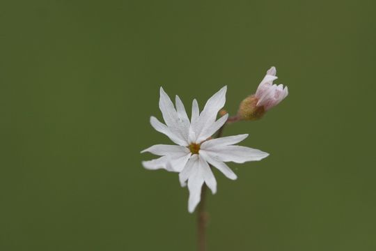 Image of smallflower woodland-star