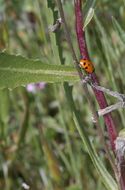 Imagem de Coccinella californica Mannerheim 1843