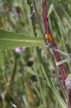 Sivun Coccinella californica Mannerheim 1843 kuva