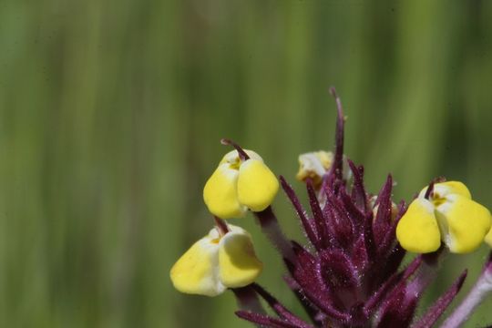 Image of purplebeak owl's-clover