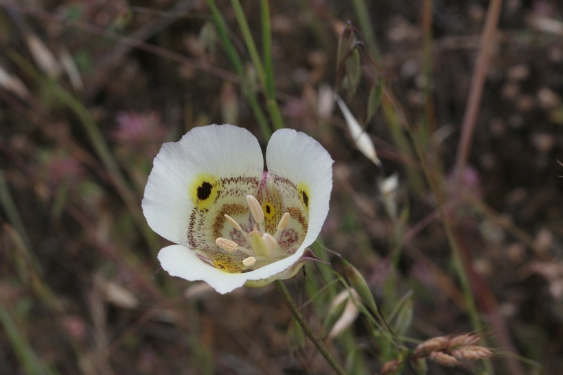 Image of yellow mariposa lily