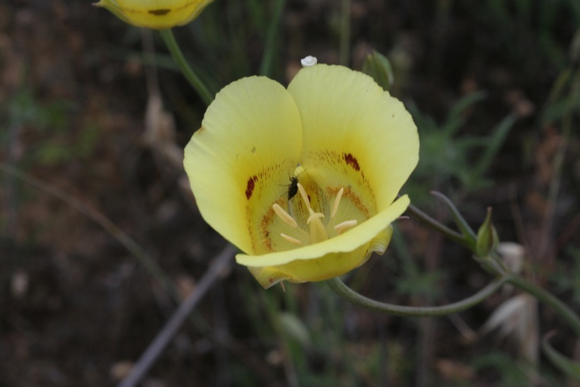 Image of yellow mariposa lily