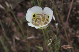 Image of yellow mariposa lily