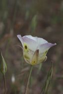 Image of yellow mariposa lily