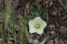 Image of chaparral false bindweed