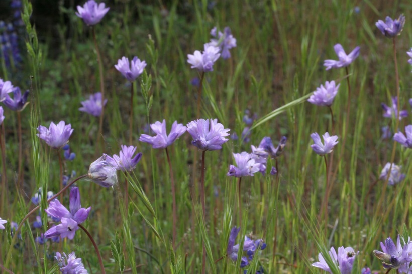 صورة Dichelostemma capitatum (Benth.) Alph. Wood