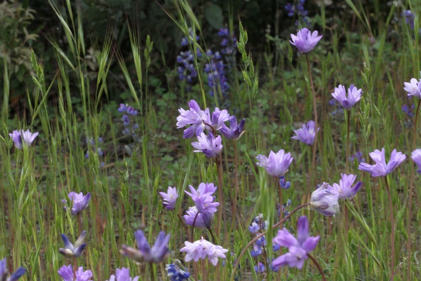 صورة Dichelostemma capitatum (Benth.) Alph. Wood