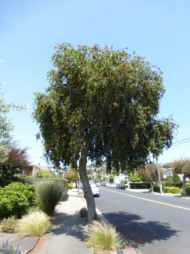 Image of weeping bottlebrush