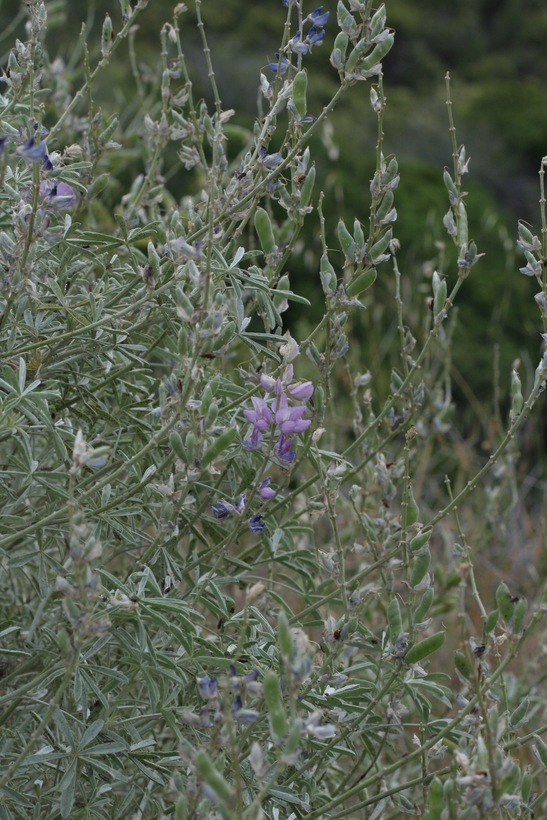 Image of silver lupine