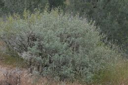 Image of silver lupine