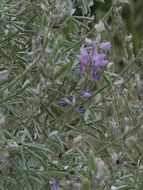 Image of silver lupine