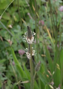 Image of Ribwort Plantain