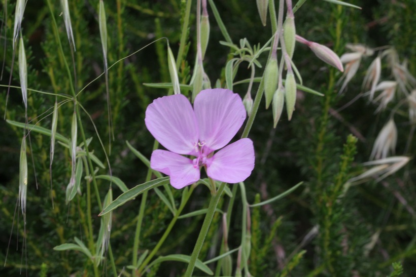 Image of Dudley's clarkia