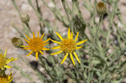 Слика од Adenophyllum cooperi (A. Gray) J. L. Strother