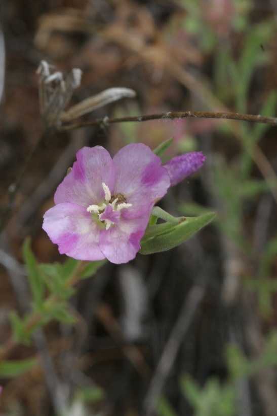 Image of winecup clarkia