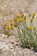 Слика од Adenophyllum cooperi (A. Gray) J. L. Strother