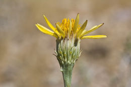 Слика од Adenophyllum cooperi (A. Gray) J. L. Strother