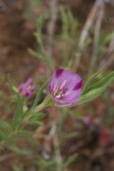 Image of winecup clarkia