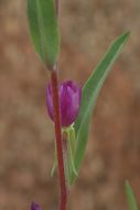 Plancia ëd Clarkia purpurea subsp. viminea (Dougl.) F. H. Lewis & M. E. Lewis