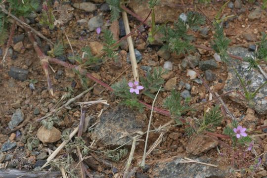 Image of Common Stork's-bill