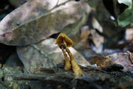 Image of Phaeomarasmius