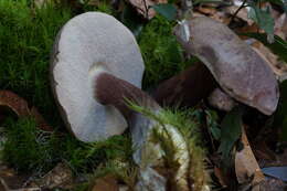 Image of Tylopilus