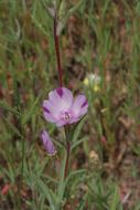 Image of winecup clarkia