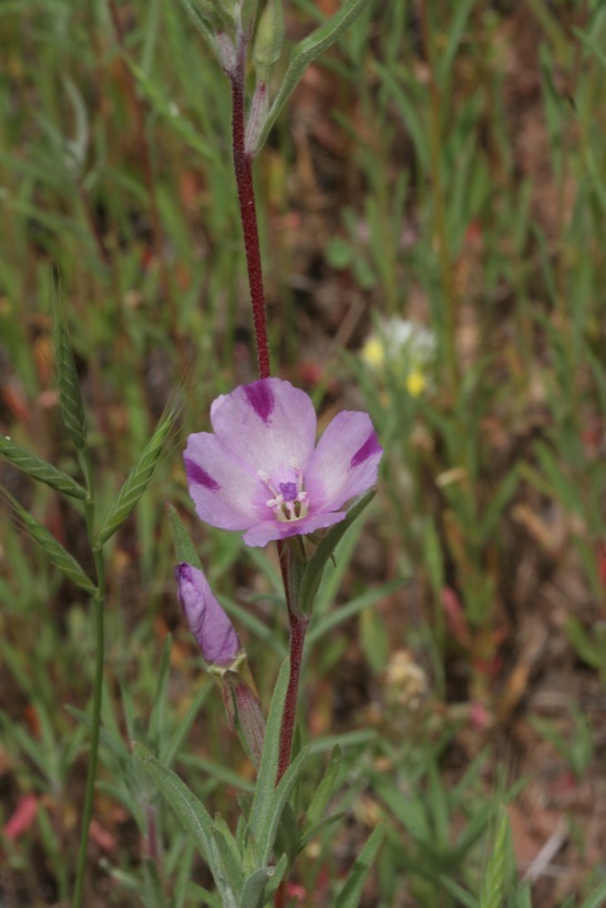 Image of winecup clarkia