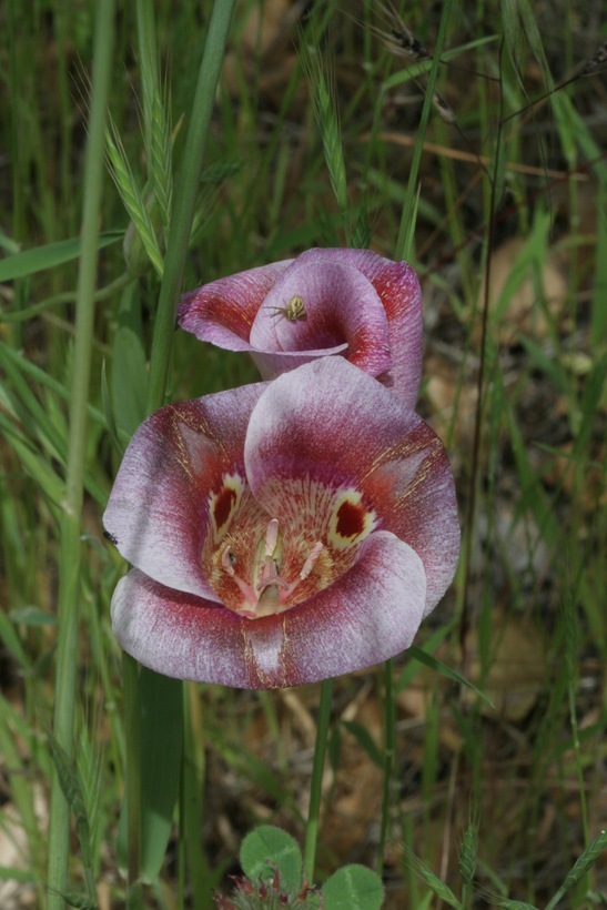 Image of butterfly mariposa lily