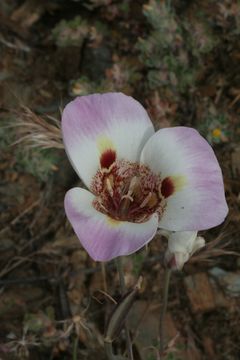 Image de Calochortus argillosus (Hoover) Zebzll & Fielder