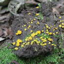 Image of Myxomycetes