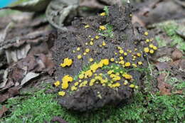 Image of Myxomycetes