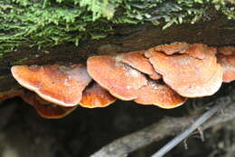 Image of Pycnoporus