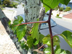 Image de Crataegus phaenopyrum (L. fil.) Borkh.