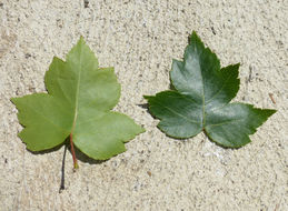 Image de Crataegus phaenopyrum (L. fil.) Borkh.