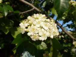 Image de Crataegus phaenopyrum (L. fil.) Borkh.