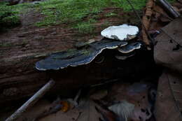 Image of Fomitopsis